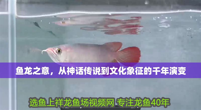 魚龍之意，從神話傳說到文化象征的千年演變
