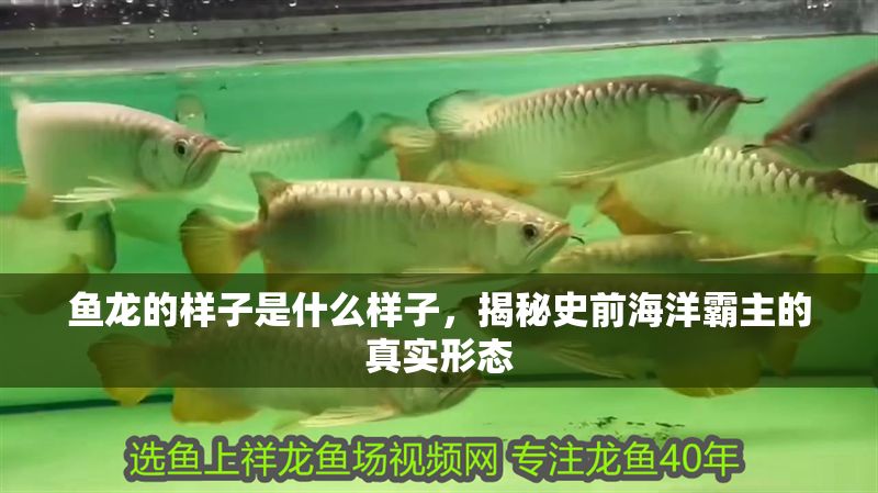 魚龍的樣子是什么樣子，揭秘史前海洋霸主的真實形態