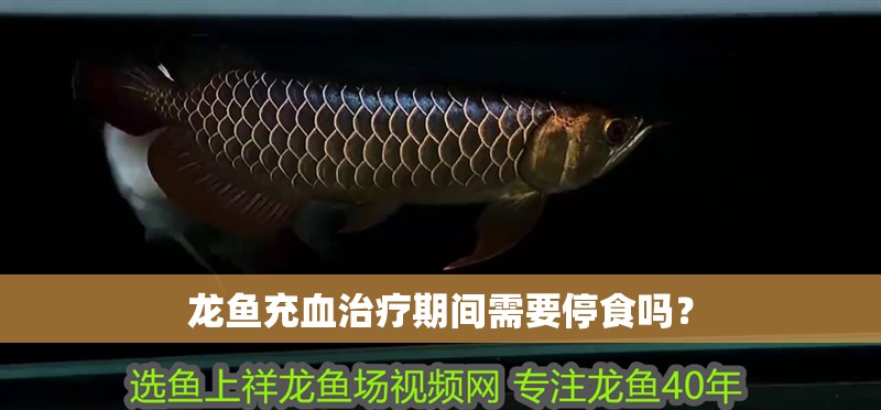 龍魚充血治療期間需要停食嗎？