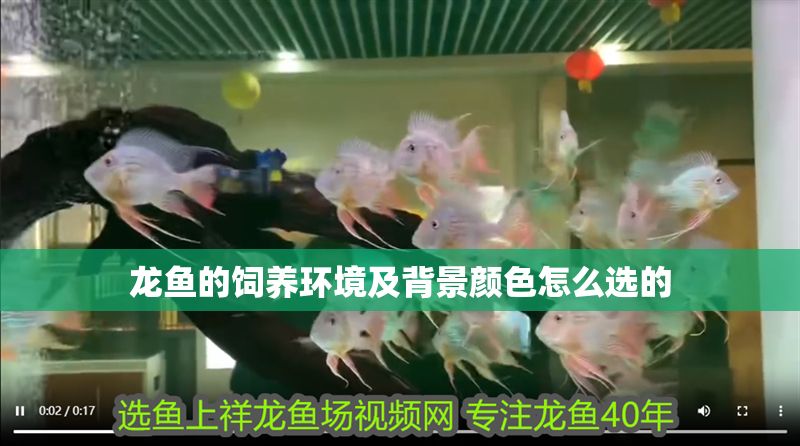 龍魚的飼養(yǎng)環(huán)境及背景顏色怎么選的