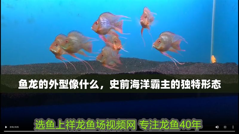 魚龍的外型像什么，史前海洋霸主的獨特形態 魚龍的外型像什么，史前海洋霸主的獨特形態 龍魚百科 第1張