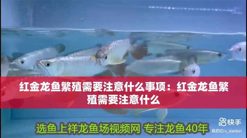 紅金龍魚繁殖需要注意什么事項：紅金龍魚繁殖需要注意什么