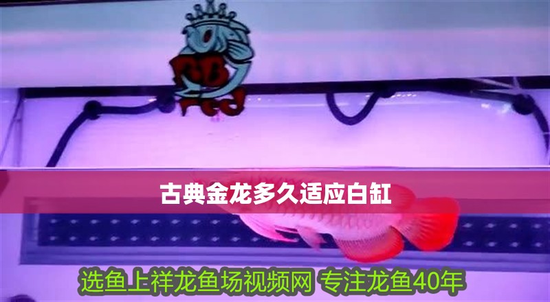古典金龍多久適應白缸 古典金龍多久適應白缸 龍魚百科