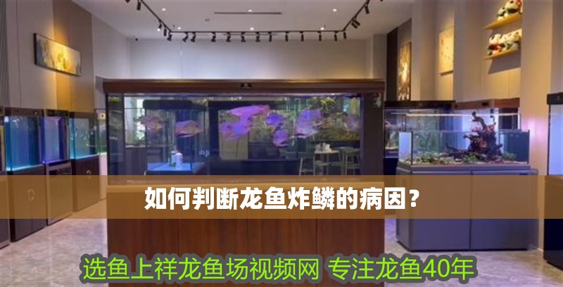 如何判斷龍魚炸鱗的病因？ 如何判斷龍魚炸鱗的病因？ 龍魚百科