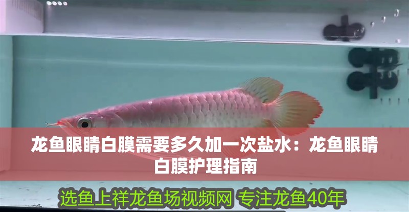 龍魚眼睛白膜需要多久加一次鹽水：龍魚眼睛白膜護理指南