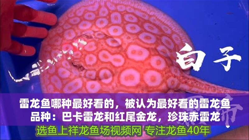 雷龍魚哪種最好看的，被認為最好看的雷龍魚品種：巴卡雷龍和紅尾金龍，珍珠赤雷龍