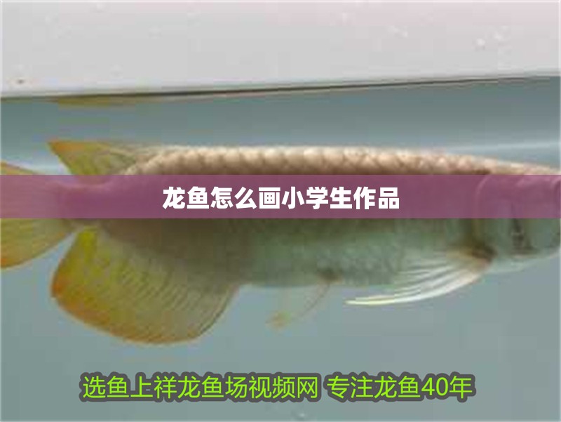 龍魚怎么畫小學生作品 龍魚怎么畫小學生作品 龍魚百科