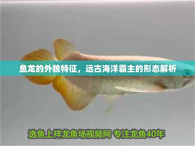 魚龍的外貌特征，遠(yuǎn)古海洋霸主的形態(tài)解析