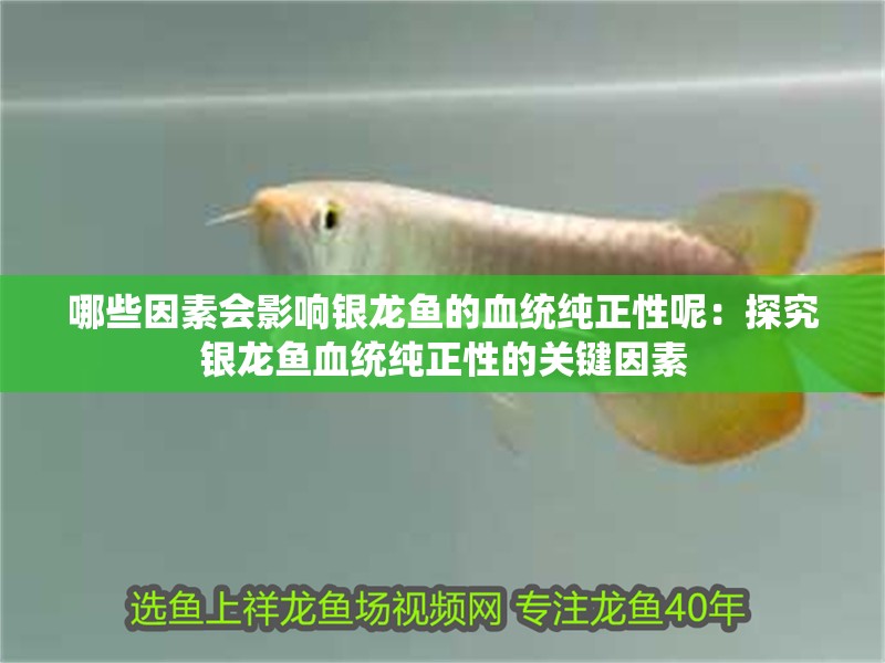 哪些因素會影響銀龍魚的血統純正性呢：探究銀龍魚血統純正性的關鍵因素