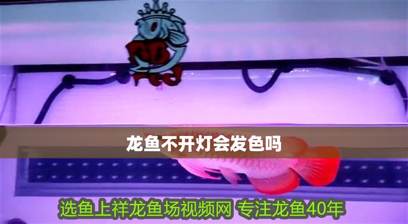 龍魚不開燈會發色嗎