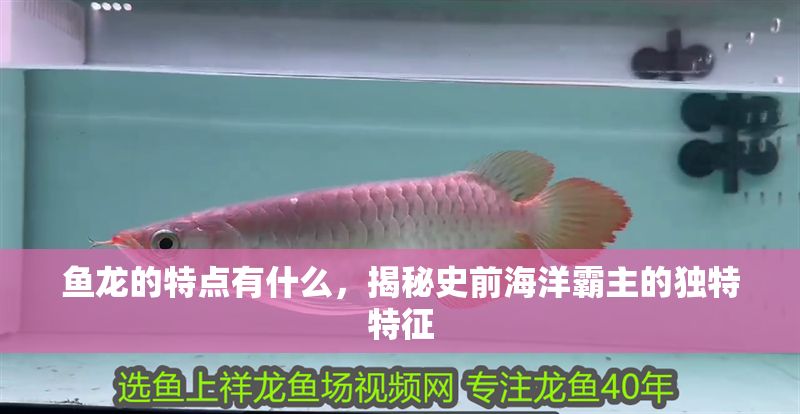 魚(yú)龍的特點(diǎn)有什么，揭秘史前海洋霸主的獨(dú)特特征