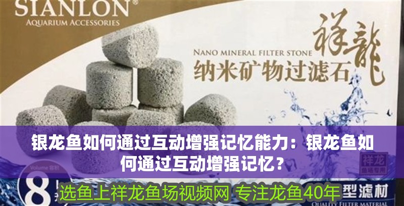 銀龍魚如何通過互動增強記憶能力：銀龍魚如何通過互動增強記憶？