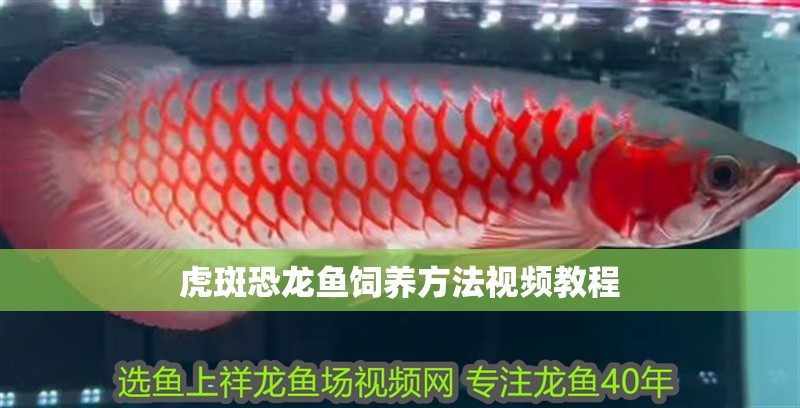 虎斑恐龍魚飼養(yǎng)方法視頻教程