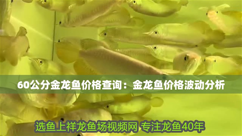 60公分金龍魚價(jià)格查詢：金龍魚價(jià)格波動(dòng)分析