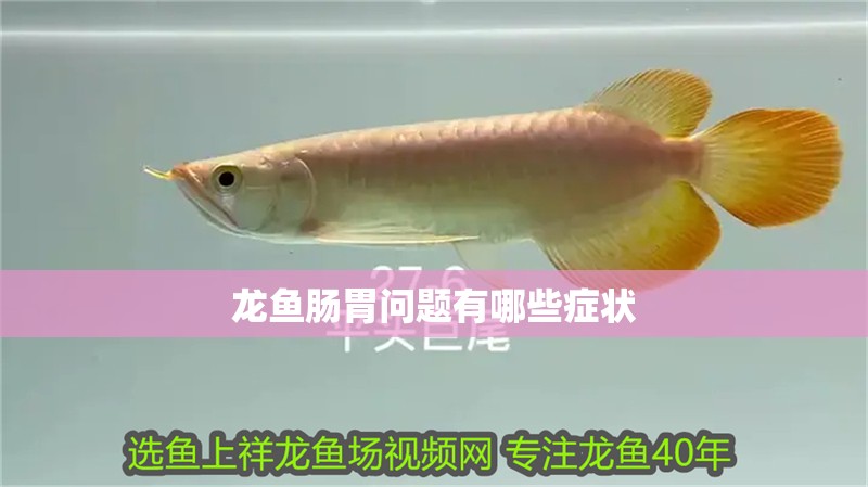 龍魚腸胃問題有哪些癥狀