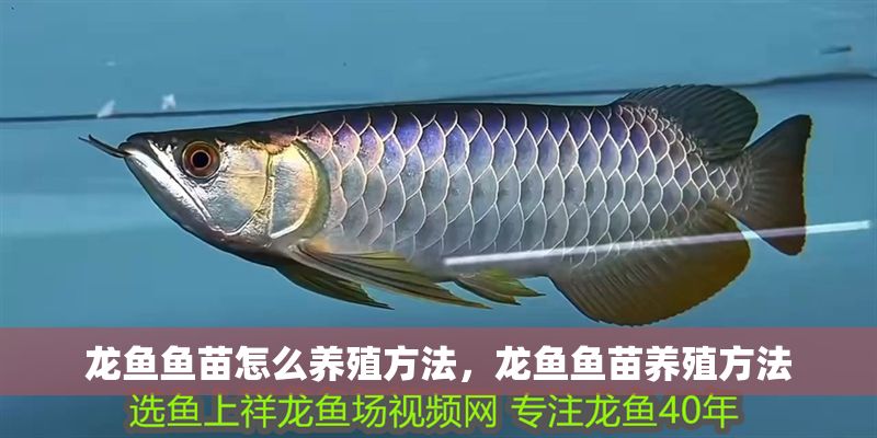 龍魚魚苗怎么養殖方法，龍魚魚苗養殖方法