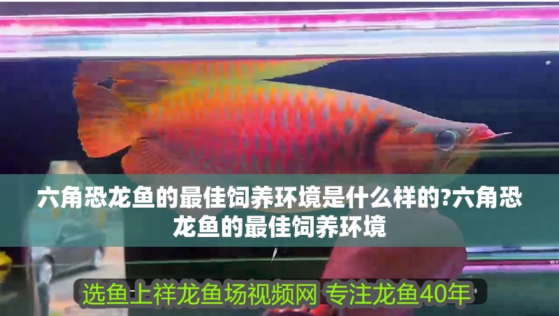 六角恐龍魚的最佳飼養環境是什么樣的?六角恐龍魚的最佳飼養環境