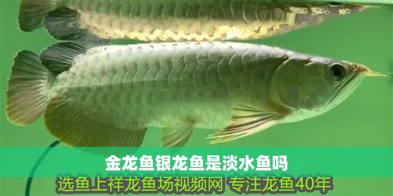 金龍魚(yú)銀龍魚(yú)是淡水魚(yú)嗎