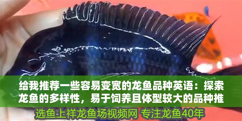 給我推薦一些容易變寬的龍魚品種英語：探索龍魚的多樣性，易于飼養(yǎng)且體型較大的品種推薦