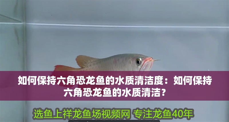 如何保持六角恐龍魚的水質清潔度：如何保持六角恐龍魚的水質清潔？