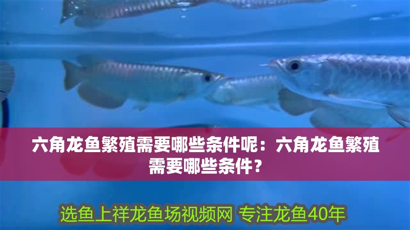 六角龍魚繁殖需要哪些條件呢：六角龍魚繁殖需要哪些條件？