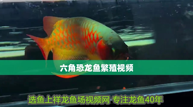 六角恐龍魚繁殖視頻