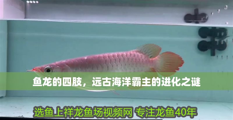 魚(yú)龍的四肢，遠(yuǎn)古海洋霸主的進(jìn)化之謎