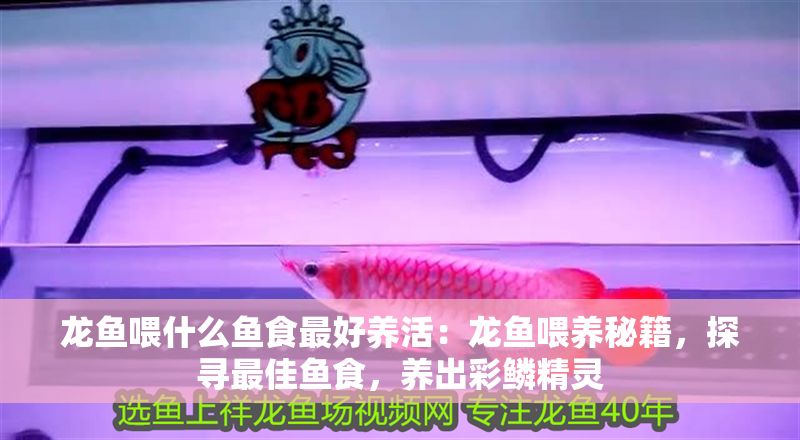 龍魚喂什么魚食最好養(yǎng)活：龍魚喂養(yǎng)秘籍，探尋最佳魚食，養(yǎng)出彩鱗精靈