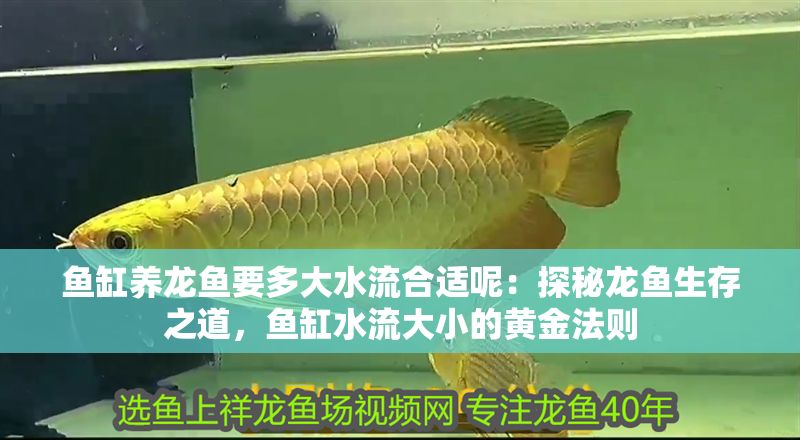 魚缸養(yǎng)龍魚要多大水流合適呢：探秘龍魚生存之道，魚缸水流大小的黃金法則