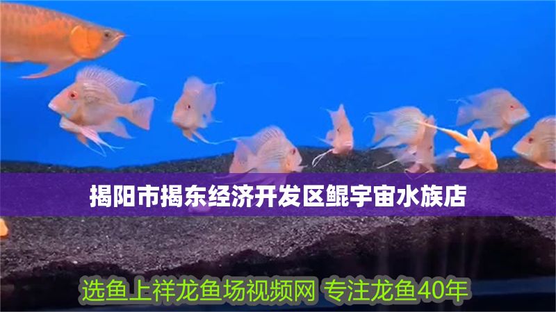 揭陽市揭東經濟開發區鯤宇宙水族店