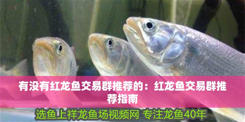 有沒有紅龍魚交易群推薦的：紅龍魚交易群推薦指南