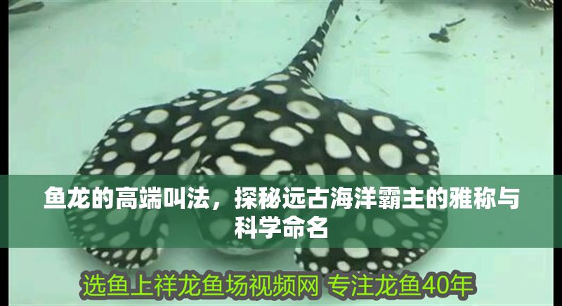 魚龍的高端叫法，探秘遠(yuǎn)古海洋霸主的雅稱與科學(xué)命名
