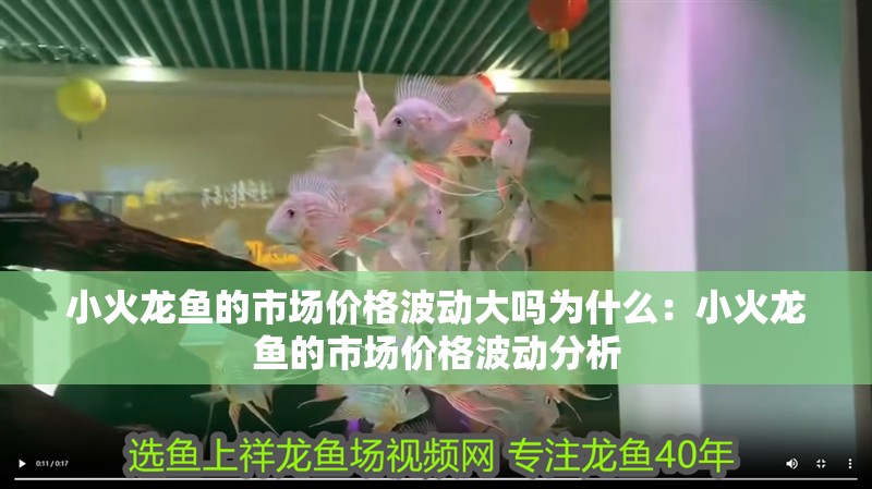 小火龍魚的市場價格波動大嗎為什么：小火龍魚的市場價格波動分析