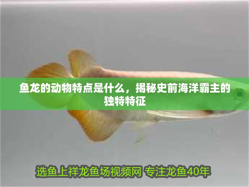 魚龍的動物特點是什么，揭秘史前海洋霸主的獨特特征