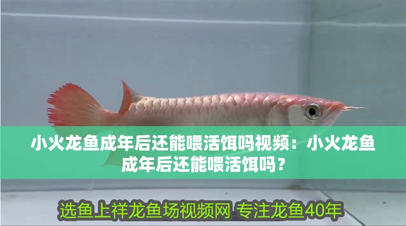 小火龍魚成年后還能喂活餌嗎視頻：小火龍魚成年后還能喂活餌嗎？