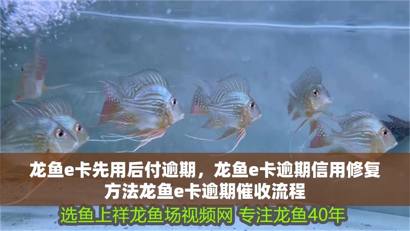 龍魚e卡先用后付逾期，龍魚e卡逾期信用修復方法龍魚e卡逾期催收流程