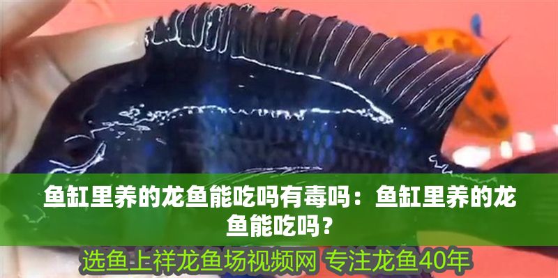 魚缸里養的龍魚能吃嗎有毒嗎：魚缸里養的龍魚能吃嗎？