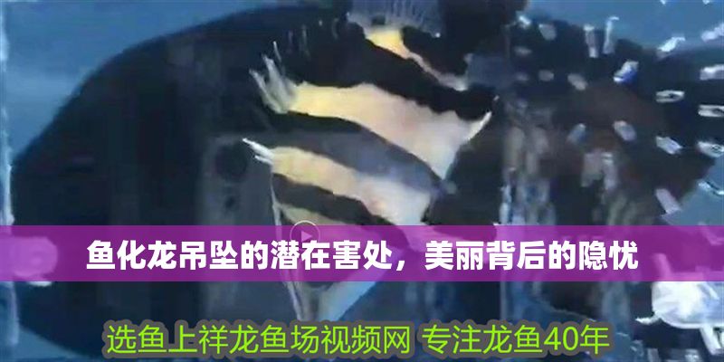 魚化龍吊墜的潛在害處，美麗背后的隱憂 魚化龍吊墜的潛在害處，美麗背后的隱憂 龍魚百科 第1張