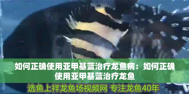 如何正確使用亞甲基藍(lán)治療龍魚病：如何正確使用亞甲基藍(lán)治療龍魚