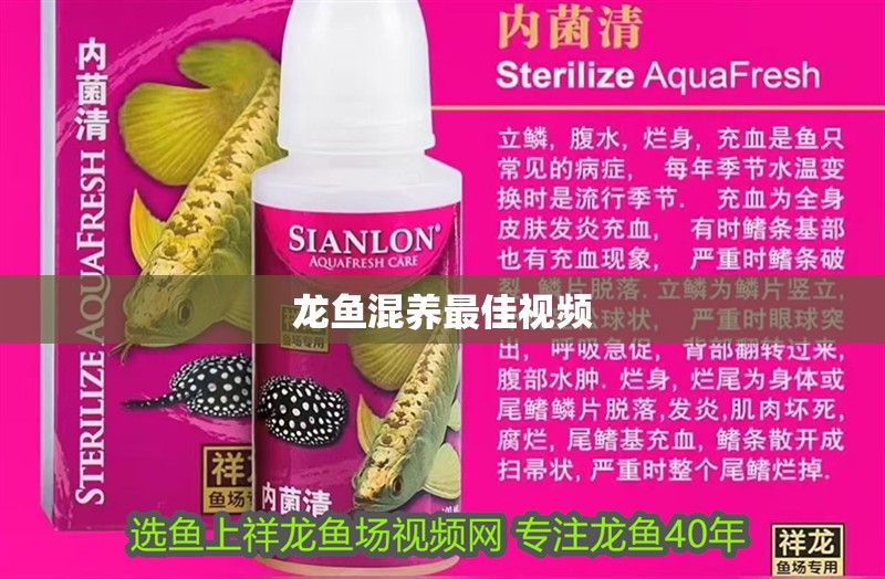 紅龍魚的最好品種多少錢一條（紅龍魚價格多少錢一條） 紅龍魚的最好品種多少錢一條（紅龍魚價格多少錢一條） 龍魚百科