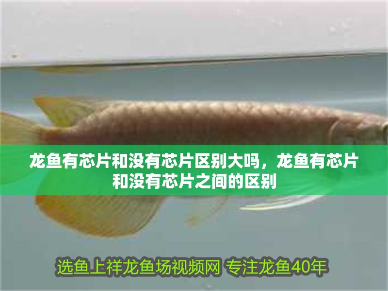 龍魚有芯片和沒有芯片區別大嗎，龍魚有芯片和沒有芯片之間的區別