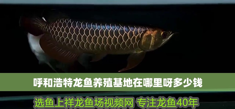 呼和浩特龍魚(yú)養(yǎng)殖基地在哪里呀多少錢(qián)