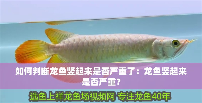如何判斷龍魚豎起來是否嚴重了：龍魚豎起來是否嚴重？ 如何判斷龍魚豎起來是否嚴重了：龍魚豎起來是否嚴重？ 水族問答