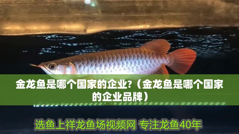 金龍魚是哪個國家的企業?（金龍魚是哪個國家的企業品牌） 金龍魚是哪個國家的企業?（金龍魚是哪個國家的企業品牌） 龍魚百科