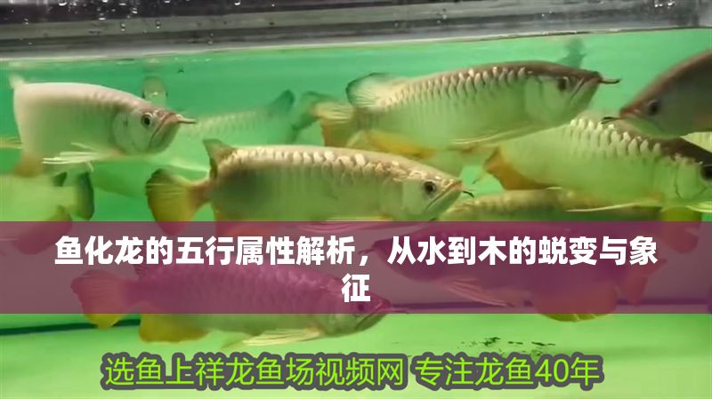 魚化龍的五行屬性解析，從水到木的蛻變與象征