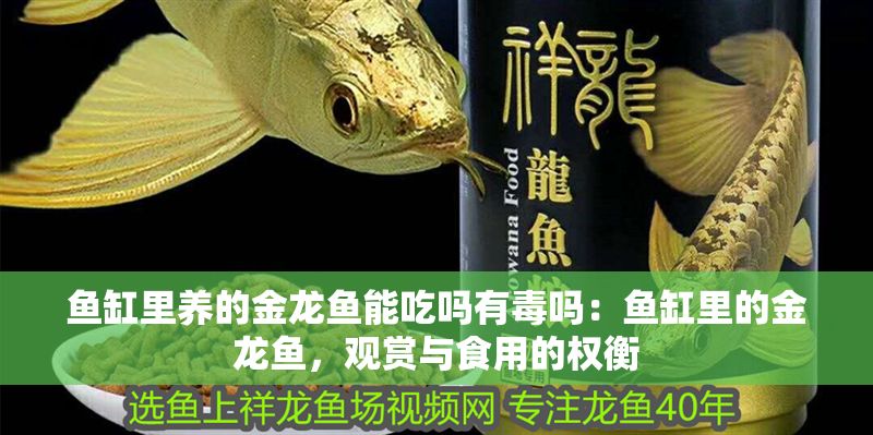 魚缸里養的金龍魚能吃嗎有毒嗎：魚缸里的金龍魚，觀賞與食用的權衡