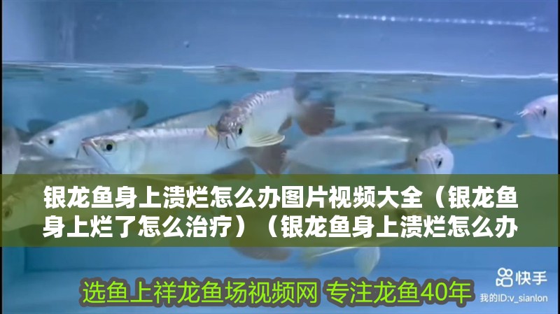 銀龍魚身上潰爛怎么辦圖片視頻大全（銀龍魚身上爛了怎么治療）（銀龍魚身上潰爛怎么辦） 銀龍魚身上潰爛怎么辦圖片視頻大全（銀龍魚身上爛了怎么治療）（銀龍魚身上潰爛怎么辦） 銀龍魚百科