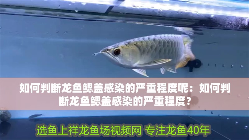 如何判斷龍魚(yú)鰓蓋感染的嚴(yán)重程度呢：如何判斷龍魚(yú)鰓蓋感染的嚴(yán)重程度？