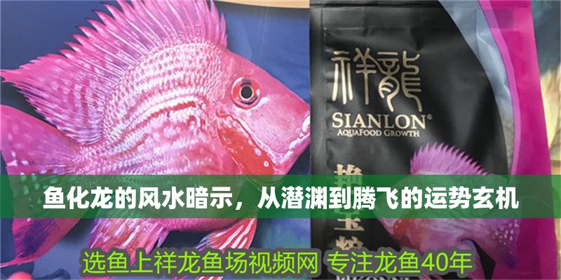 魚化龍的風水暗示，從潛淵到騰飛的運勢玄機