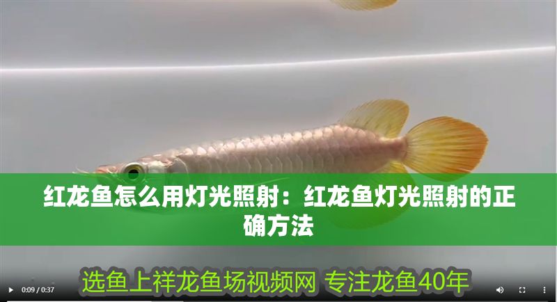 紅龍魚怎么用燈光照射：紅龍魚燈光照射的正確方法